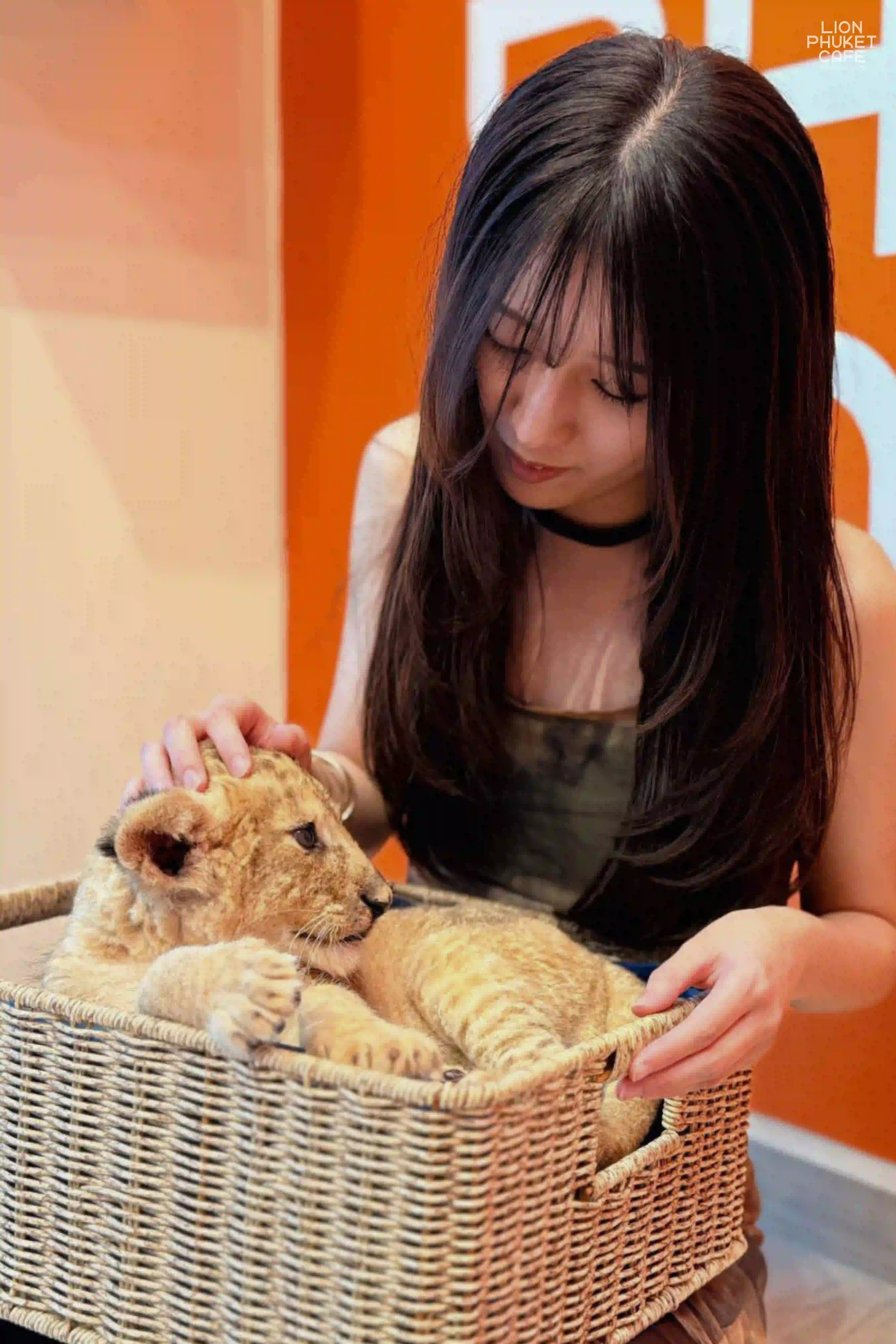 Lion Cub Nursery