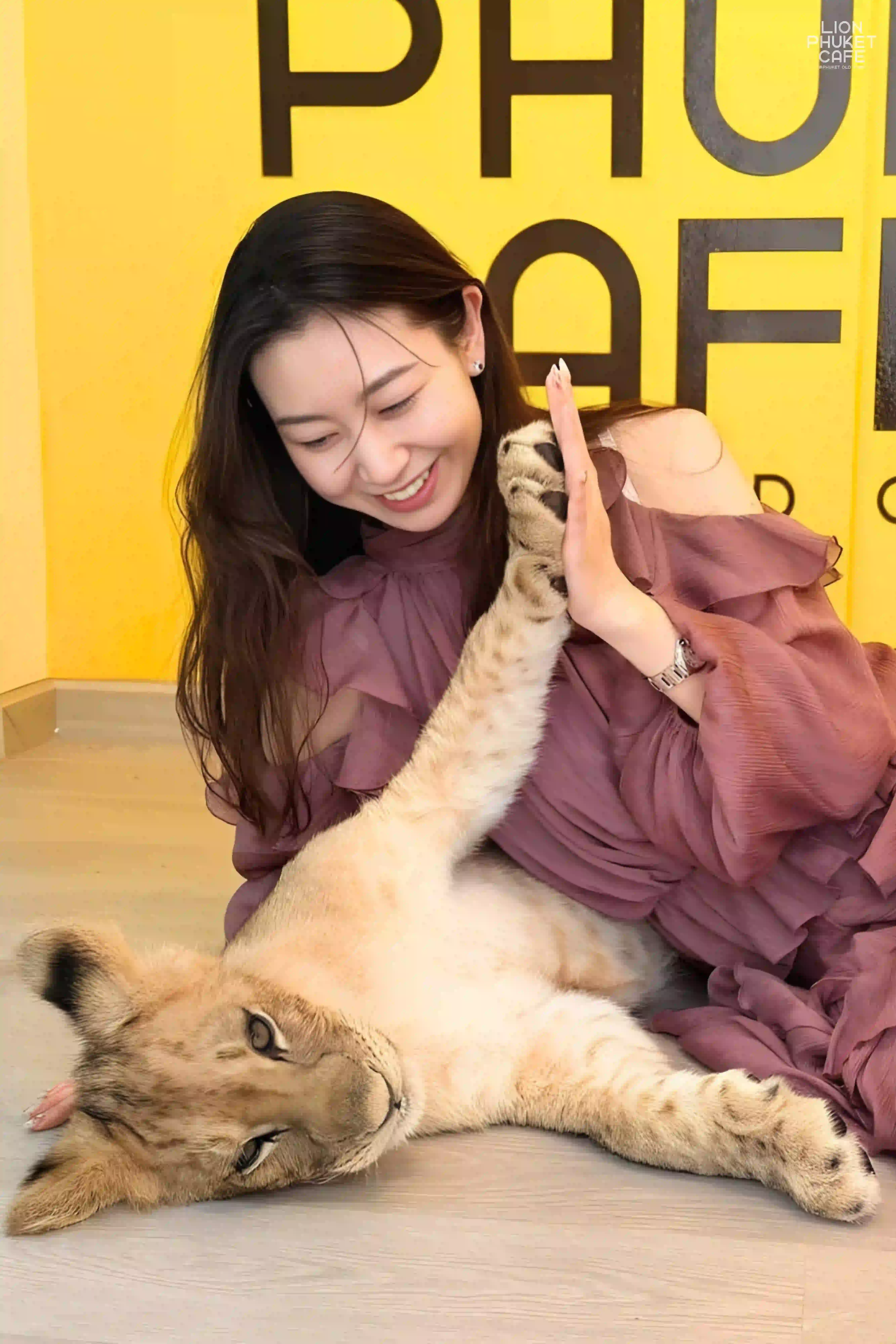 Baby Lion