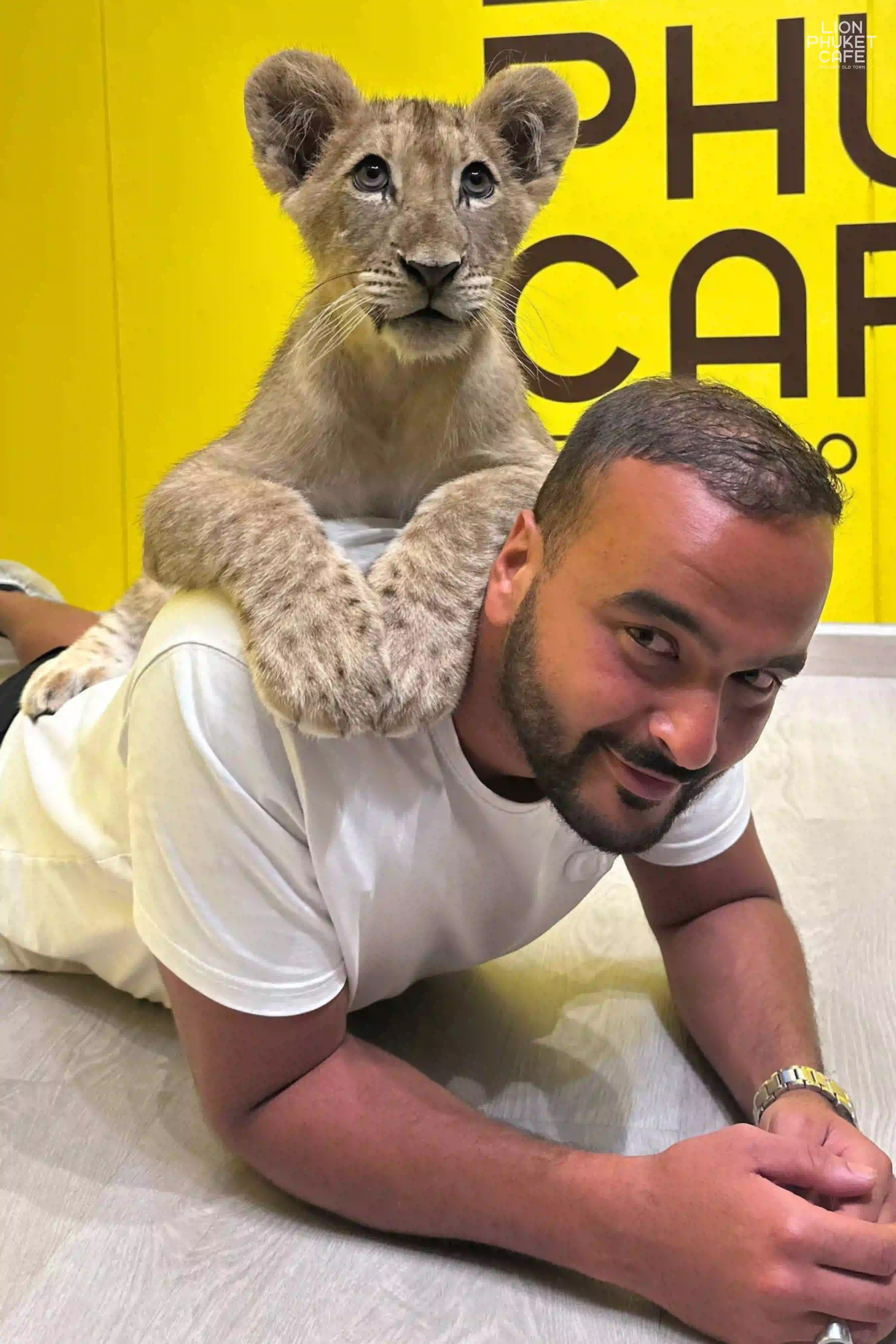 Baby Lion