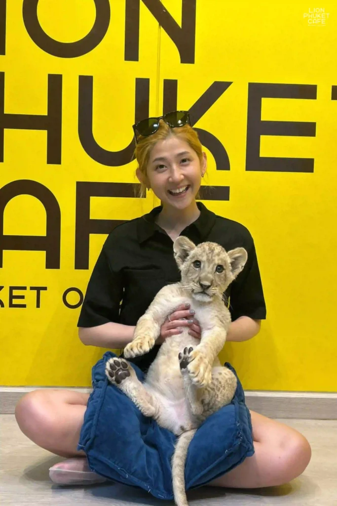 Lion Cub 