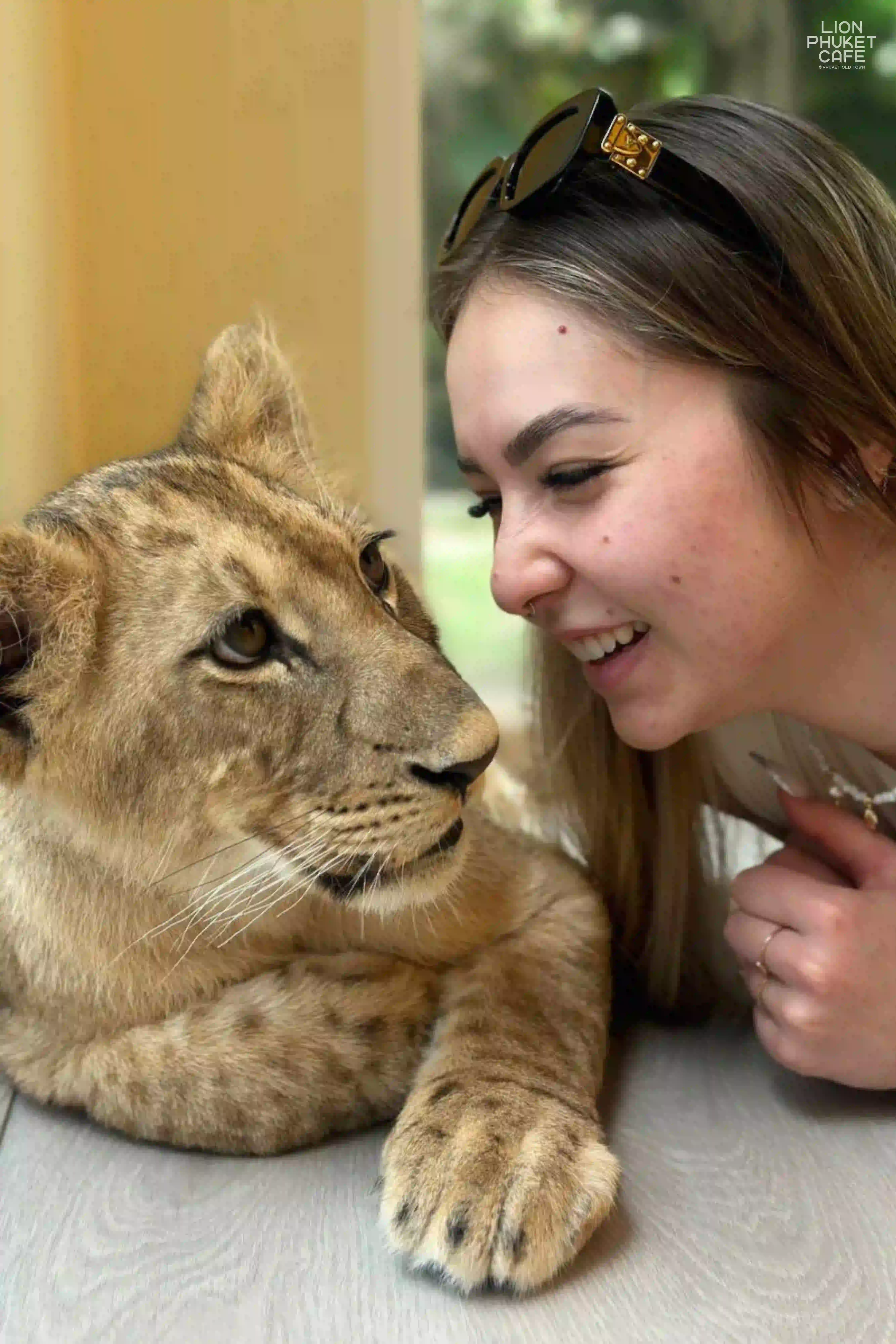 Baby Lion