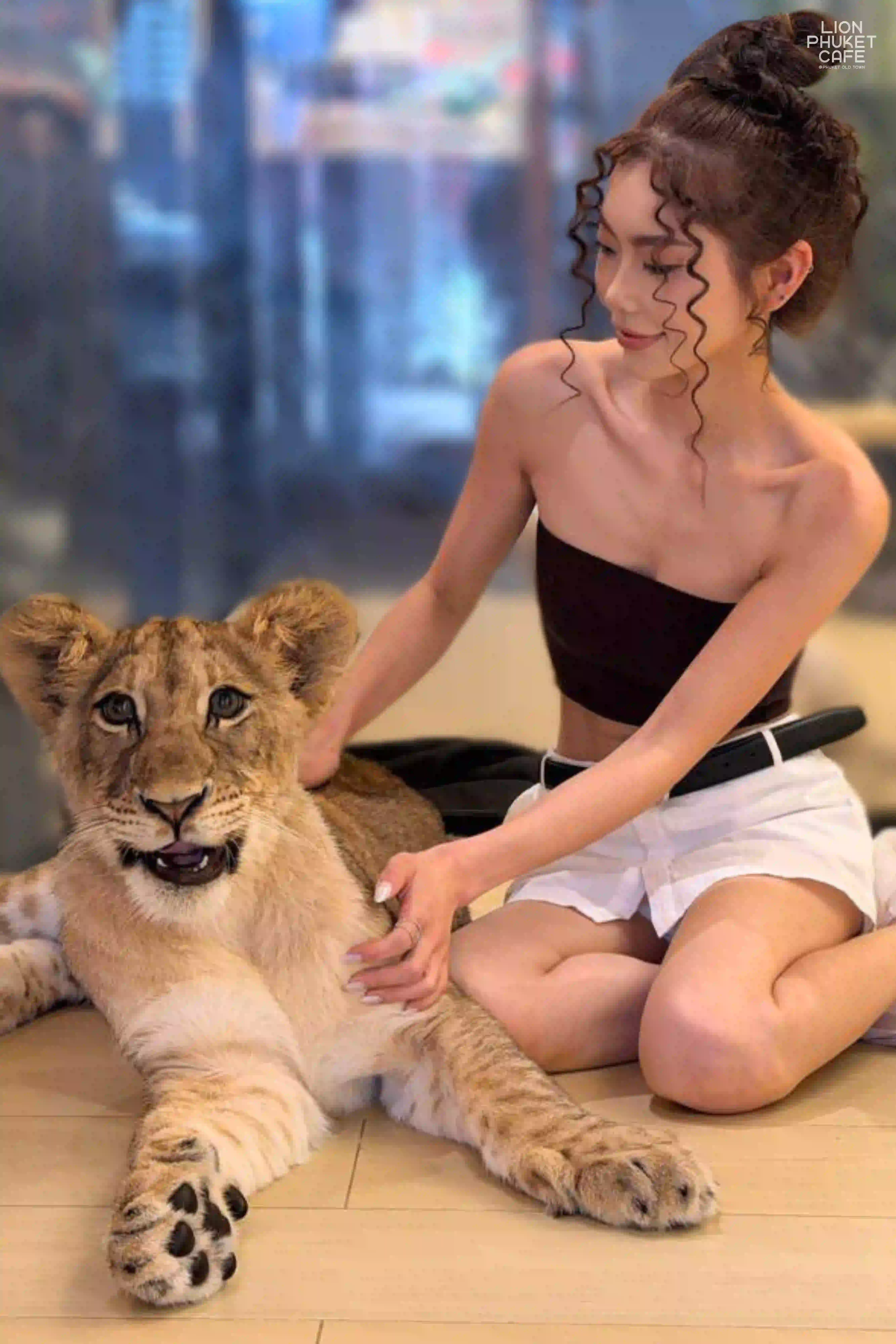 Young Lion