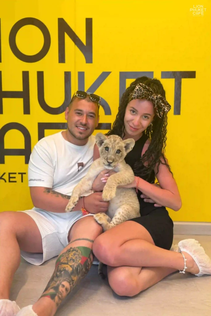 Lion Cub 