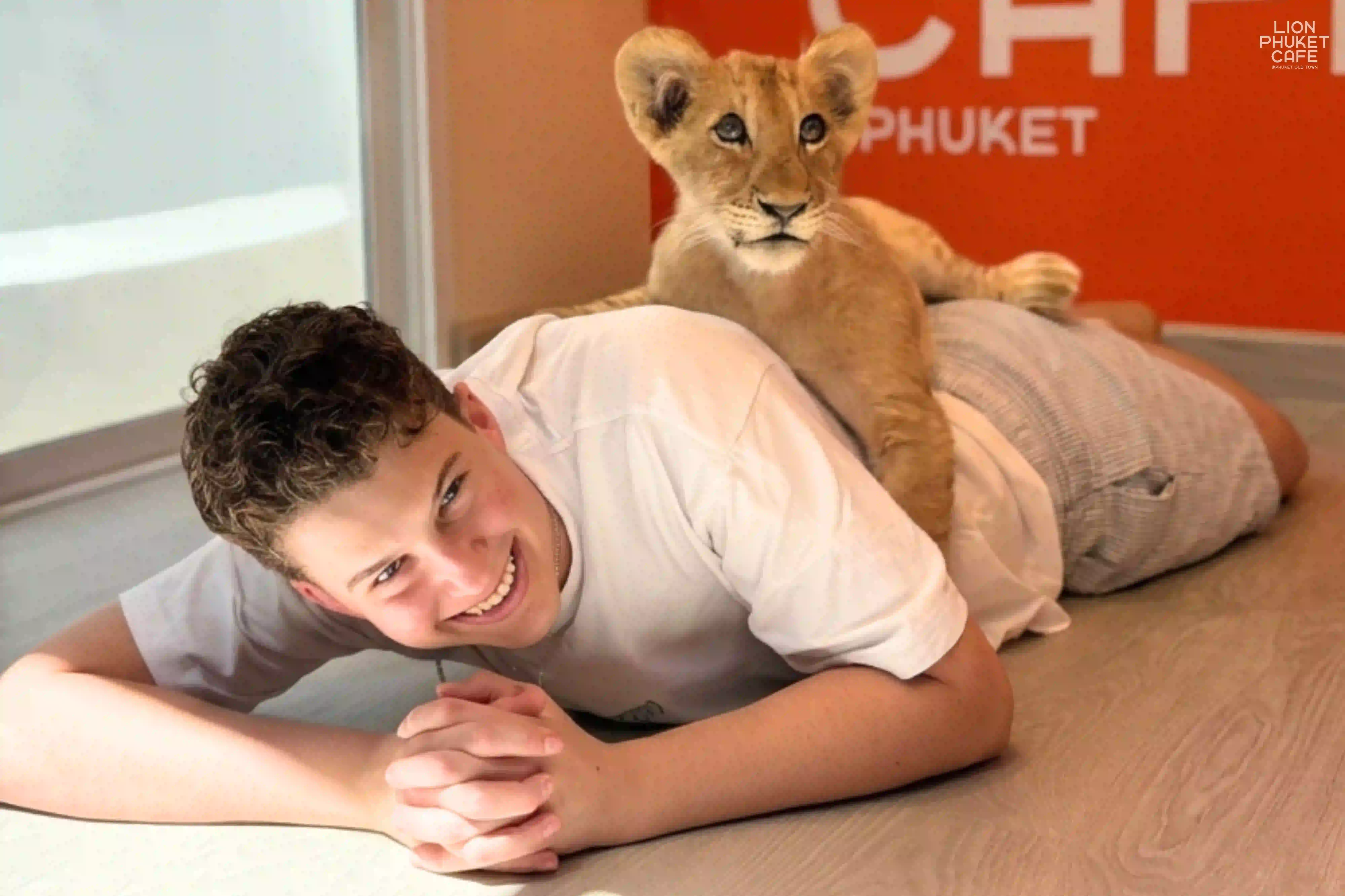 Baby Lion