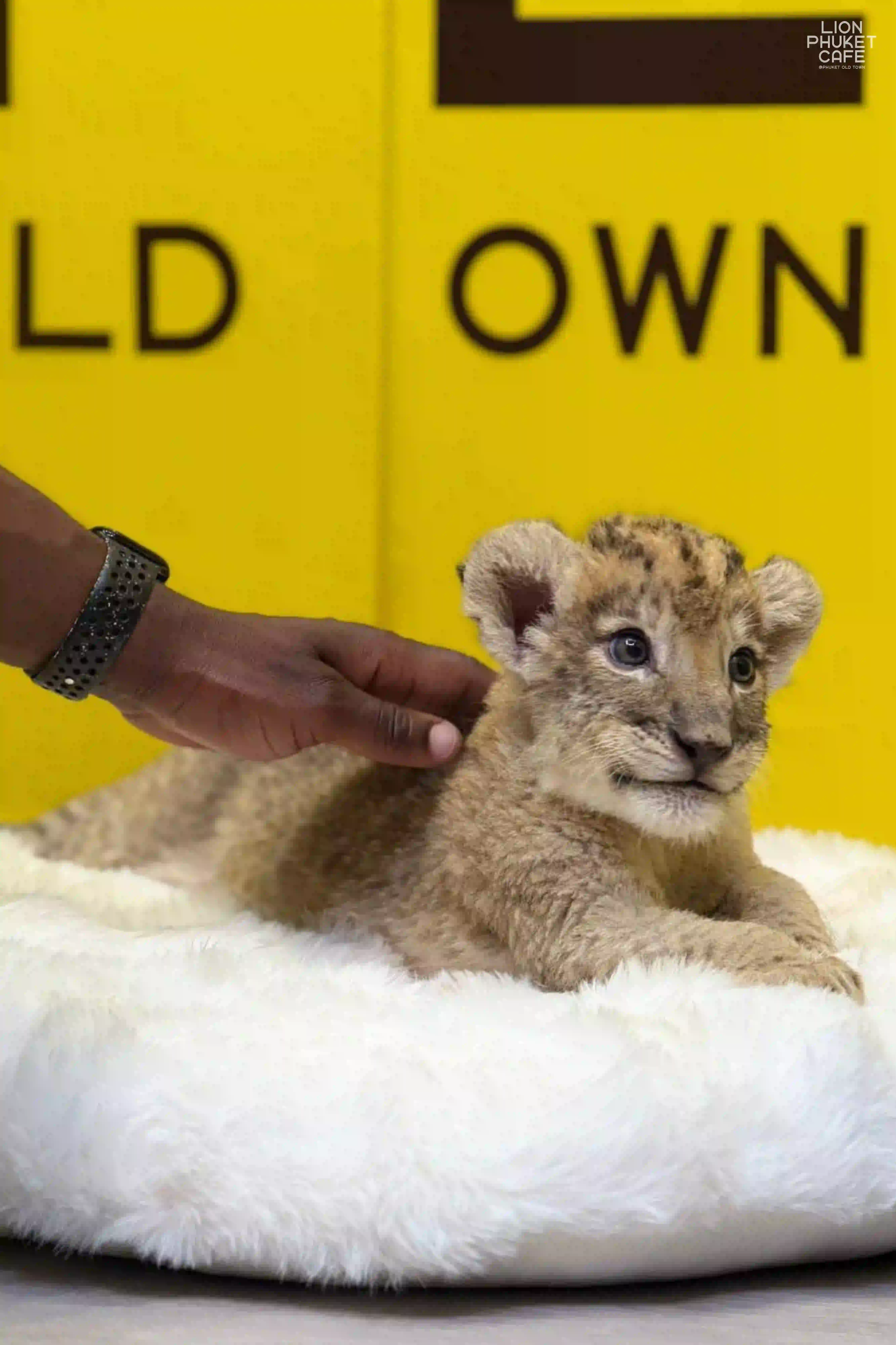 Newborn Lion Nursery